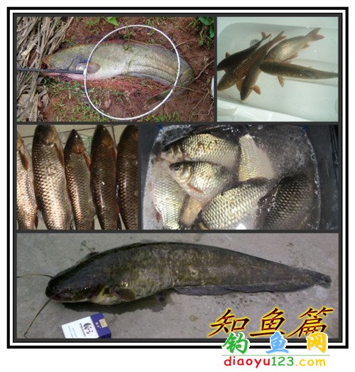 {水库用什么钓鲤鱼}.