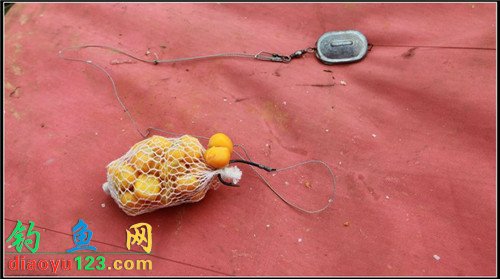 怎么钓野生鲤鱼?用生玉米粒直接挂钩可以钓吗