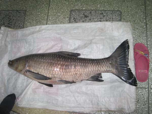 河里钓获大青鱼