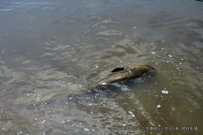 高山湖泊生擒四十二斤大口鲶鱼