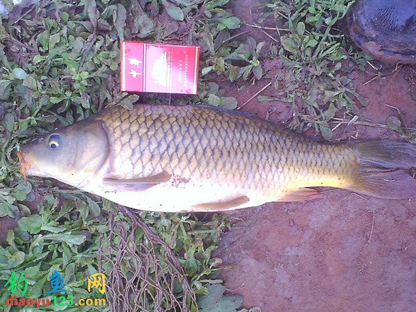 初春野钓三岔湖鲫鱼鲤鱼钓满盆