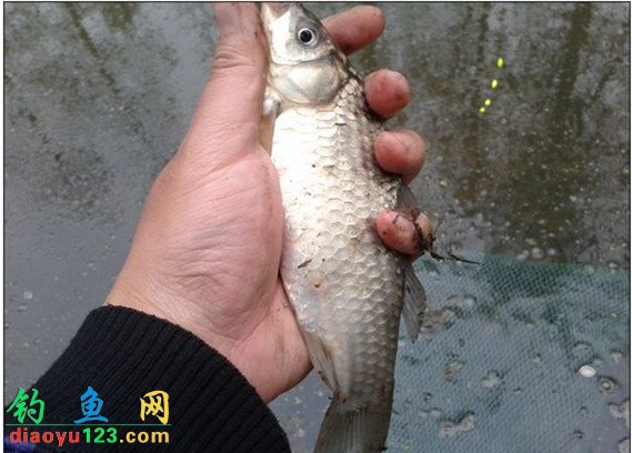 七星漂传统野钓浅水沟鲫鱼连杆