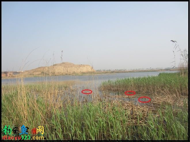 蒲子是什么植物 1_120502164316_1.jpg