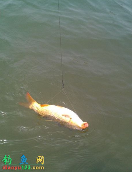 1_120504072840_1.jpg