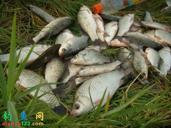 传统野钓长竿短线钓大鲤擒大鲫(一)_钓鱼人必