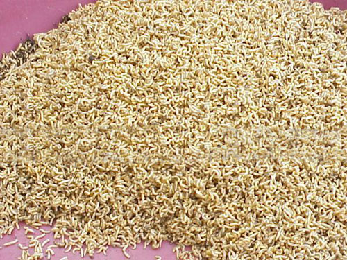 比蚯蚓还好用的虫饵—蝇蛆肉蛆_钓鱼人必看