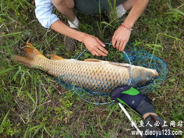 水库用玉米粒连续打重窝钓获20斤大鲤鱼_钓鱼