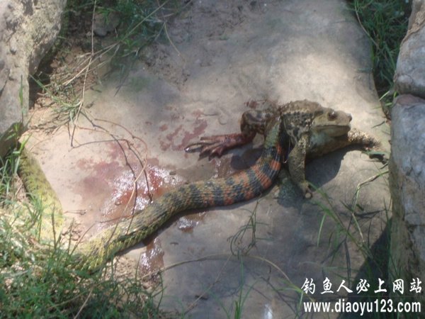 探钓升钟水库新钓点鲫鲤草鱼都钓到_钓鱼人必