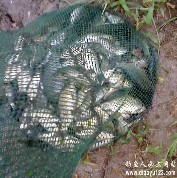 大雨之前爽钓鲫鱼共获五斤多_钓鱼人必看_钓