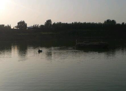 玉符河溃弯手竿半水浮钓花白鲢_钓鱼人必看