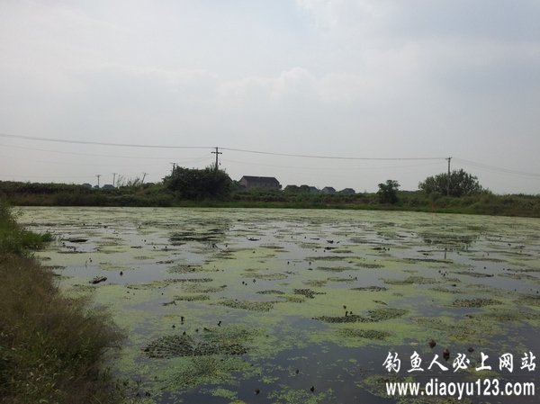 百草丛中路亚黑鱼打黑成功_钓鱼人必看_钓鱼