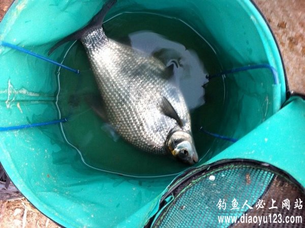 圣诞节小钩细线钓大鲢鱼(天冷鱼不动)