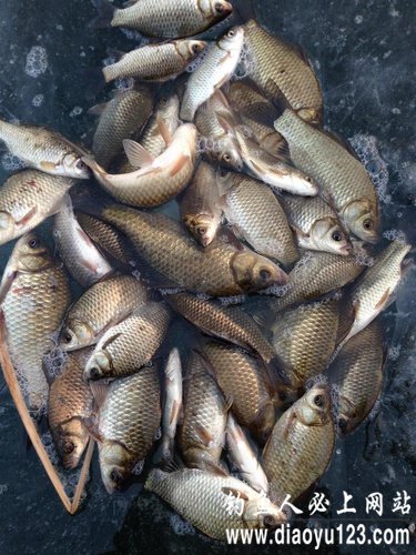 冬季北方水库冰钓用红虫钓大鲫鱼_钓鱼人必看