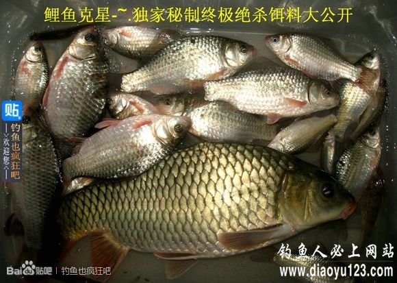 钓友自制钓鲤鱼饵料配方(手竿、海竿均可)_钓