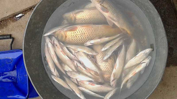 五一夜钓东平湖手竿钓获20斤大鲤鱼_钓鱼人必