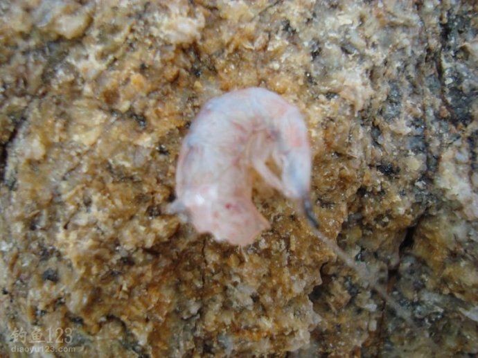 海矶钓钓饵和诱饵使用技巧