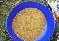 自制草鱼饵料配方