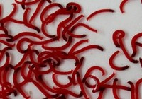 冬季钓鱼使用红虫要注意