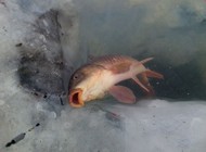 冰钓野狼湖鲤鱼钓满护
