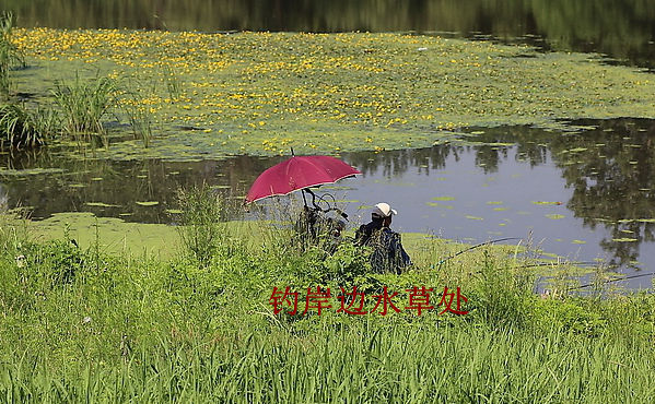 钓水草边