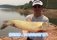 夏季库钓太平湖斩获大鲤大草鱼