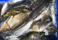 哥俩爽钓长湖涨水鱼——爆护之行