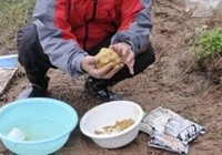 草鱼饵料配方大全
