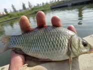 高温天气野河钓获大鲫鱼