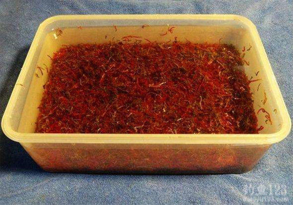 红虫