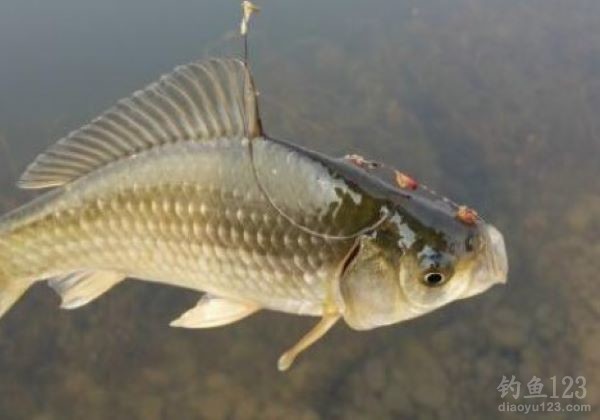 鲫鱼
