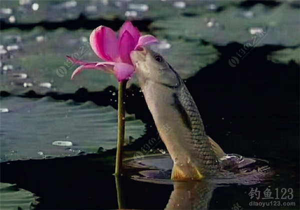 草鱼