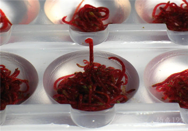 红虫饵