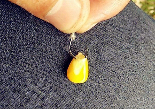 草鱼饵