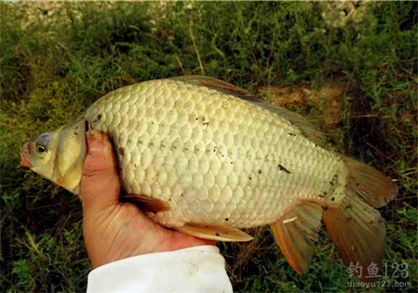 江河
