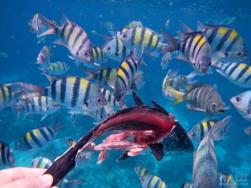 海钓饵料