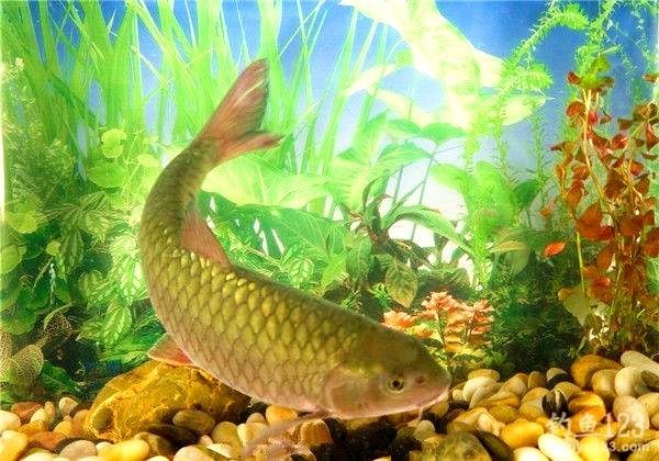 草1
