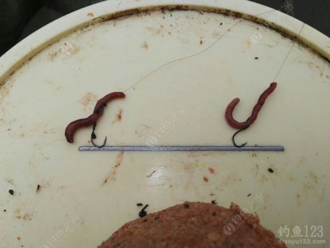 蚯蚓