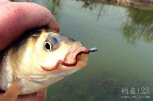 上鱼