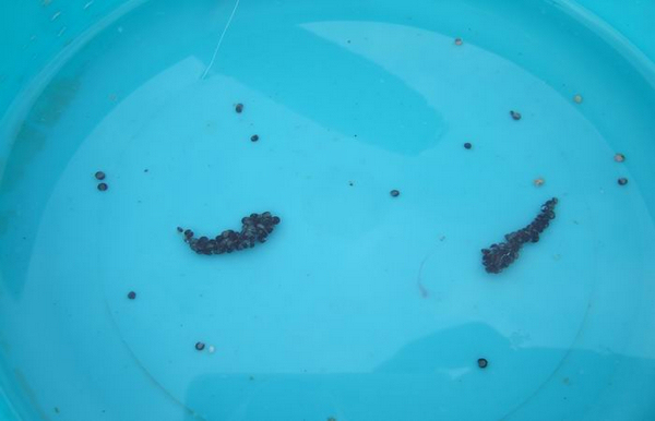 沾饵钓鲫鱼法有效避免小鱼闹钩