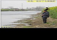 野河用红虫爽钓野生大板鲫鱼